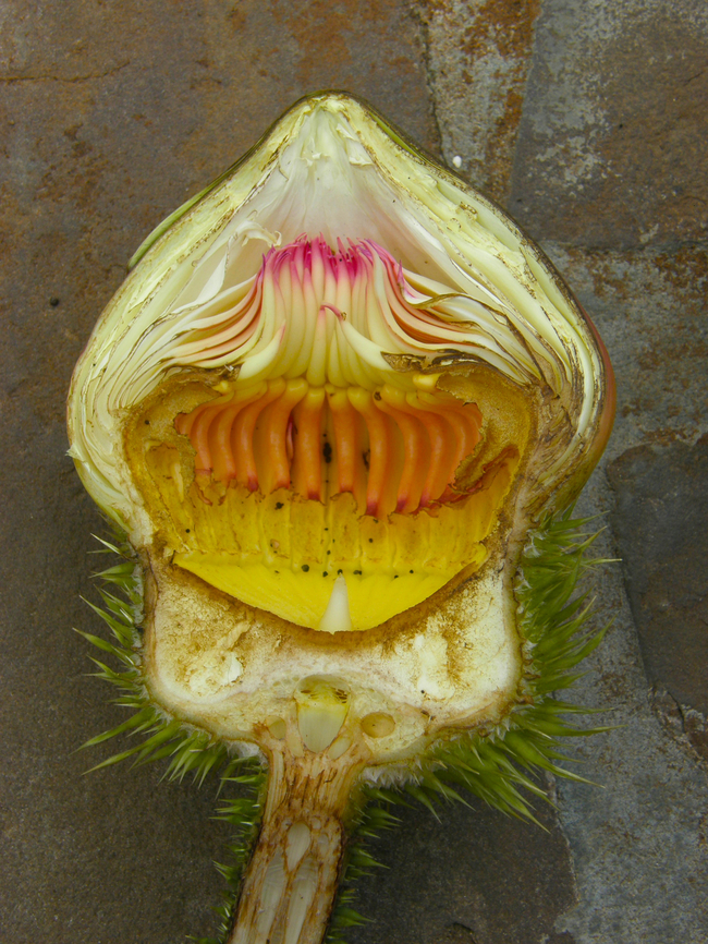 Victoria cruziana - Flower cross section Plantentuin, Meise.  Belgium,Geotagged,Spring,Victoria  cruziana,Victoria cruziana