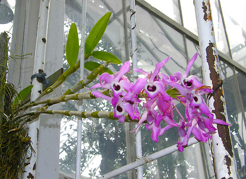 Dendrobium nobile Plantentuin, Meise.  Belgium,Dendrobium nobile,Geotagged,Spring