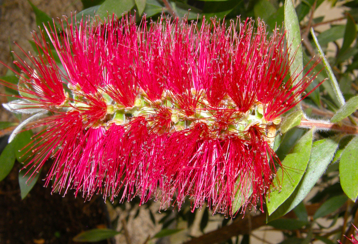 Crimson Bottlebrush- Callistemon citrinus Plantentuin, Meise.  Belgium,Callistemon citrinus,Crimson Bottlebrush,Geotagged,Spring