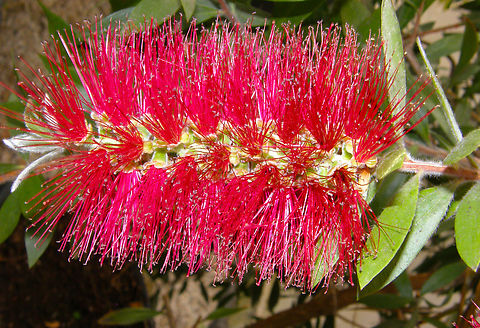 Crimson Bottlebrush- Callistemon citrinus Plantentuin, Meise.  Belgium,Callistemon citrinus,Crimson Bottlebrush,Geotagged,Spring