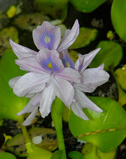 Common water hyacinth - Eichhornia crassipes Plantentuin, Meise.  Belgium,Common water hyacinth,Eichhornia crassipes,Geotagged,Spring