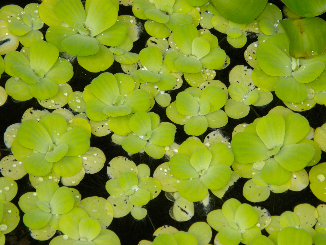 Water Lettuce - Pistia stratiotes Plantentuin, Meise.  Belgium,Geotagged,Pistia stratiotes,Spring,Water Lettuce