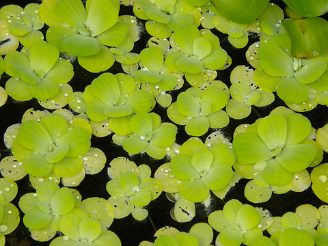Water Lettuce - Pistia stratiotes Plantentuin, Meise.  Belgium,Geotagged,Pistia stratiotes,Spring,Water Lettuce