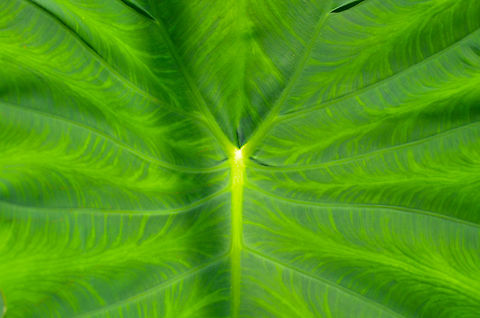 Alocasia/Colocasia cucullata Plantentuin, Meise.  Alocasia cucullata,Belgium,Geotagged,Spring