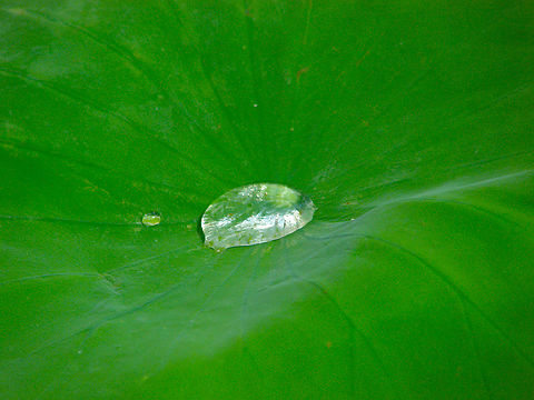 Sacred Lotus - Nelumbo nucifera Plantentuin, Meise.  Belgium,Geotagged,Nelumbo nucifera,Sacred Lotus,Spring
