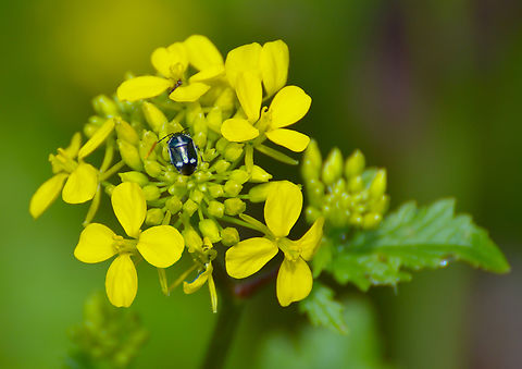 Cabbage Bug - Eurydema oleracea Plantentuin, Meise.  Belgium,Cabbage Bug,Eurydema oleracea,Geotagged,Spring