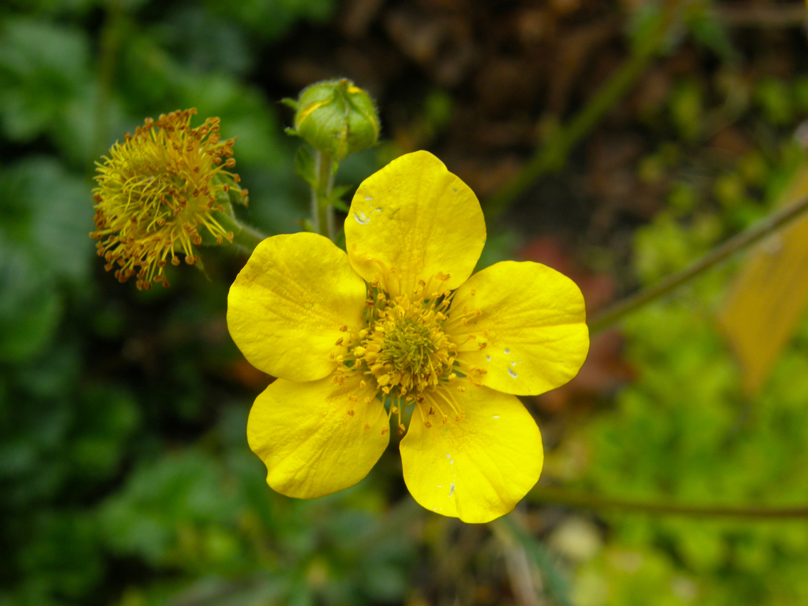 Geum magellanicum Plantentuin, Meise. <br />
I did not see the red ones there, only the yellow variant. Belgium,Geotagged,Geum magellanicum,Hierba del clavo,Spring
