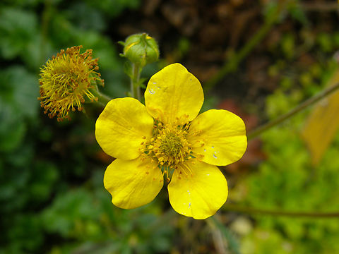 Geum magellanicum Plantentuin, Meise. 
I did not see the red ones there, only the yellow variant. Belgium,Geotagged,Geum magellanicum,Hierba del clavo,Spring