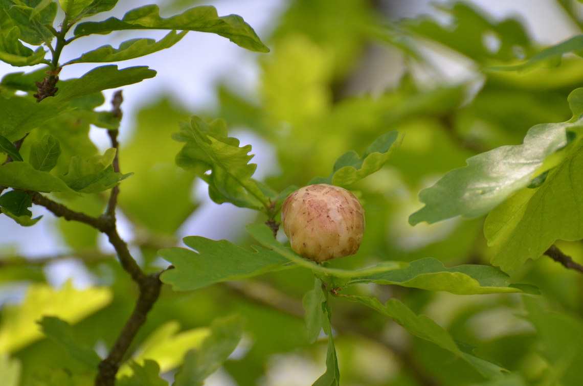 Biorhiza pallida Gall  Belgium,Biorhiza pallida,Geotagged,Spring