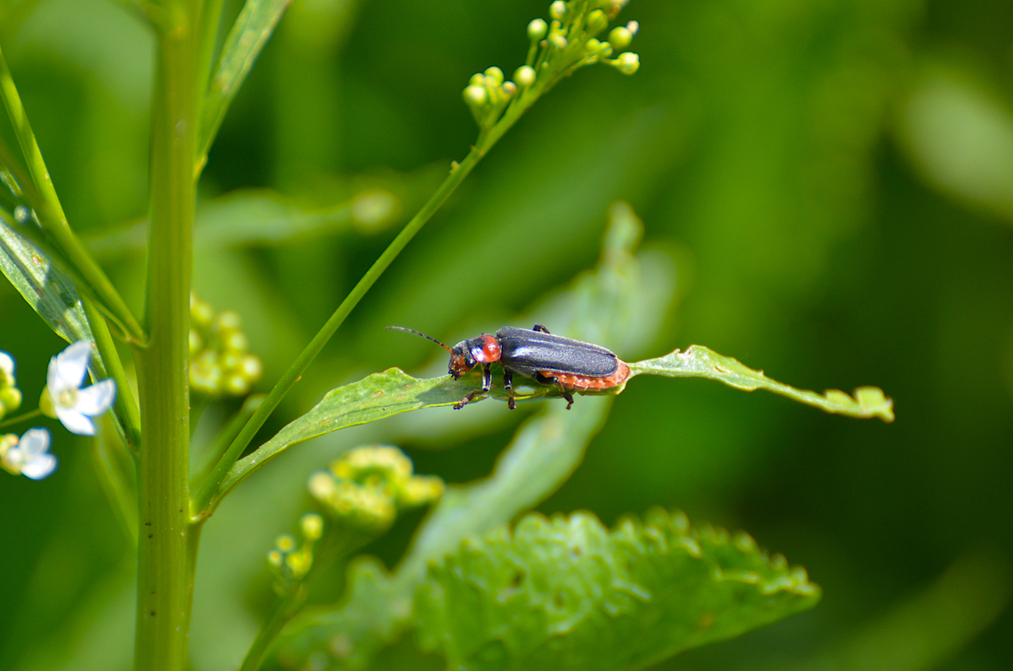 Dark Sailor Beetle - Cantharis fusca Plantentuin, Meise.  Belgium,Cantharis fusca,Dark Sailor Beetle,Geotagged,Spring