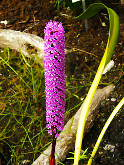 Candle orchid - Arpophyllum giganteum Plantentuin, Meise.  Arpophyllum giganteum,Belgium,Candle Orchid,Geotagged,Spring