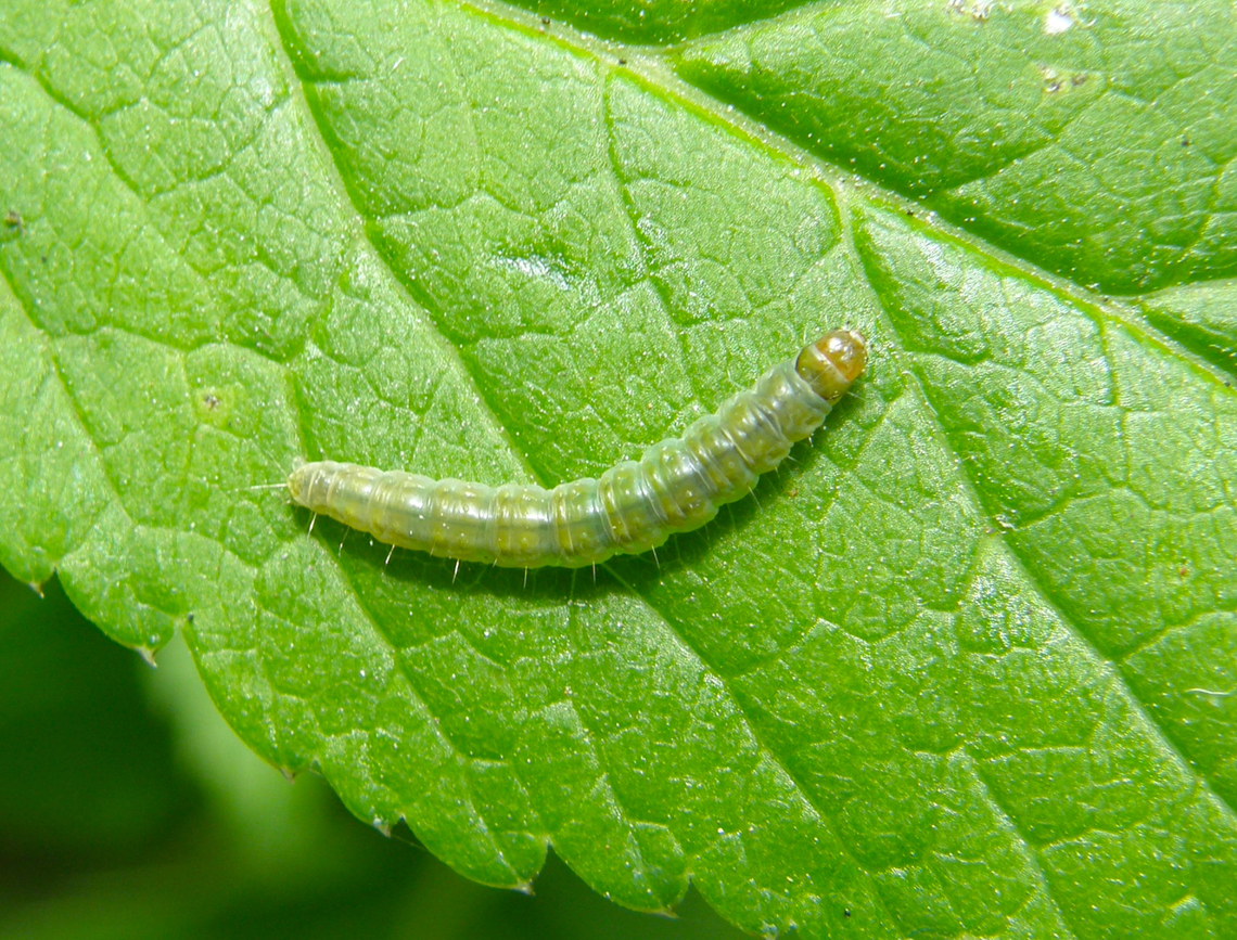 Carnation tortrix moth - Cacoecimorpha pronubana (caterpillar) Plantentuin, Meise.  Belgium,Cacoecimorpha pronubana,Geotagged,Spring