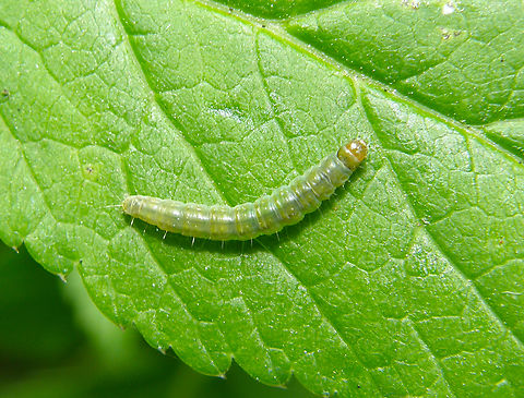 Carnation tortrix moth - Cacoecimorpha pronubana (caterpillar) Plantentuin, Meise.  Belgium,Cacoecimorpha pronubana,Geotagged,Spring