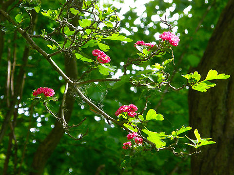 Midland hawthorn - Crataegus laevigata Plantentuin, Meise.  Belgium,Crataegus laevigata,Geotagged,Midland Hawthorn,Spring