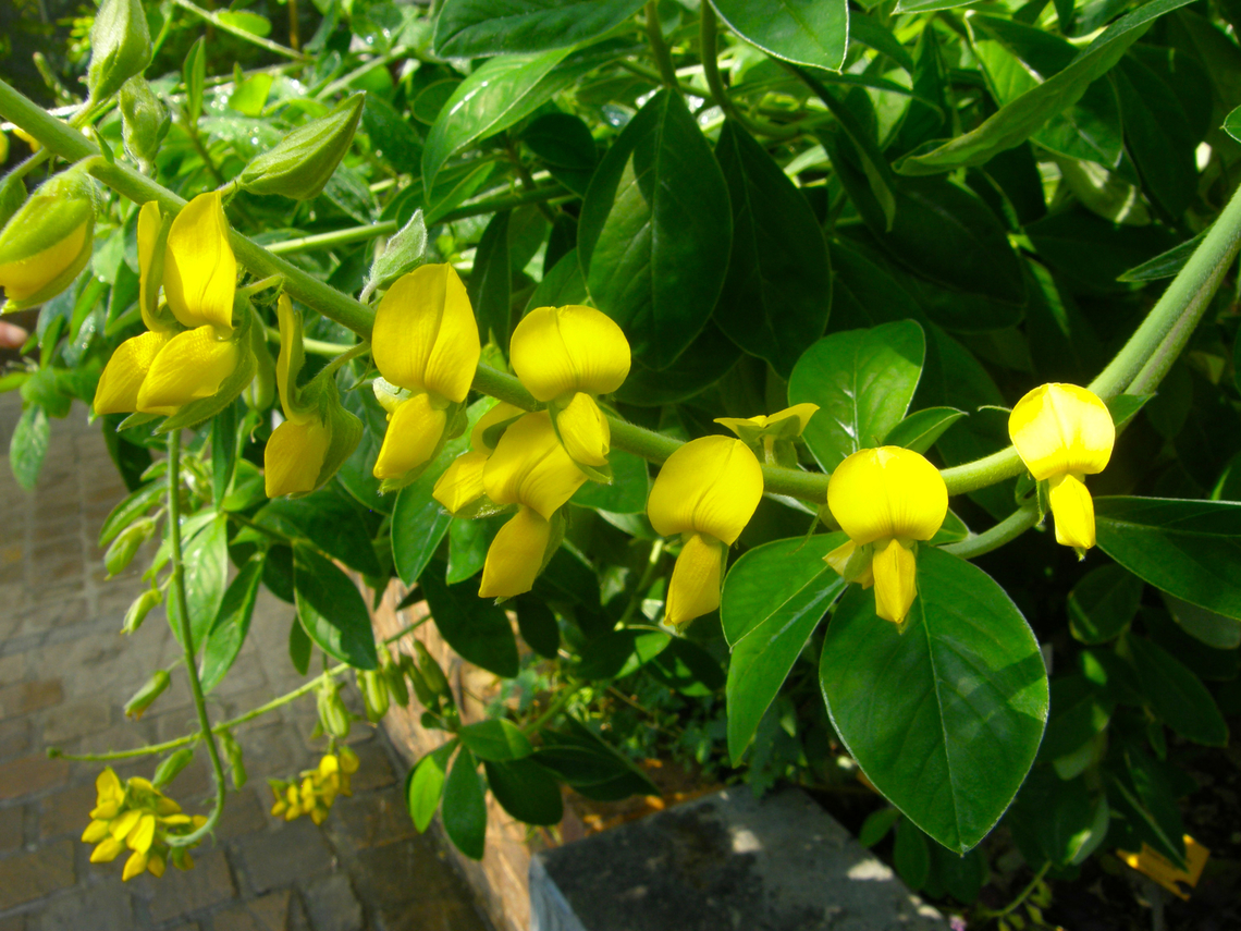 Cascabeles - Crotalaria nitens Plantentuin, Meise.  Belgium,Cascabeles,Crotalaria nitens,Geotagged,Spring