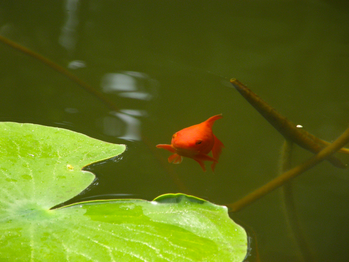 Goldfish - Carassius auratus Plantentuin, Meise.  Belgium,Carassius auratus,Geotagged,Goldfish,Spring
