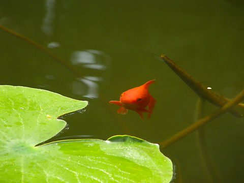 Goldfish - Carassius auratus Plantentuin, Meise.  Belgium,Carassius auratus,Geotagged,Goldfish,Spring