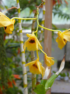 Fringed-lipped Dendrobium - Dendrobium fimbriatum var. oculatum Plantentuin, Meise.  Belgium,Dendrobium fimbriatum,Fringed-lipped Dendrobium,Geotagged,Spring