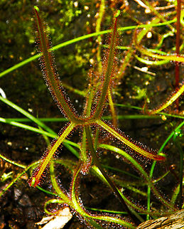 Fork-leaved sundew - Drosera binata var.dichotoma Plantentuin, Meise.  Belgium,Drosera binata,Fork-leaved sundew,Geotagged,Spring