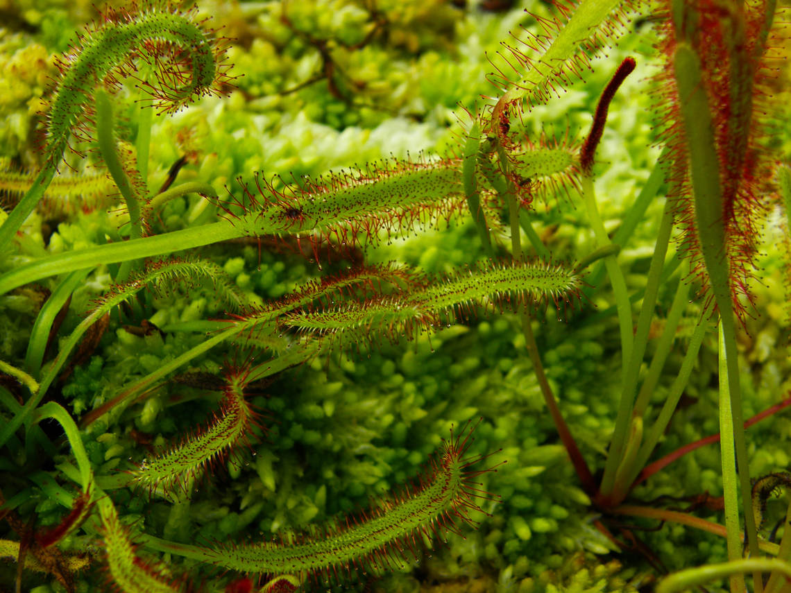 Cape Sundew - Drosera capensis Plantentuin, Meise.     Belgium,Cape Sundew,Drosera capensis,Geotagged,Spring
