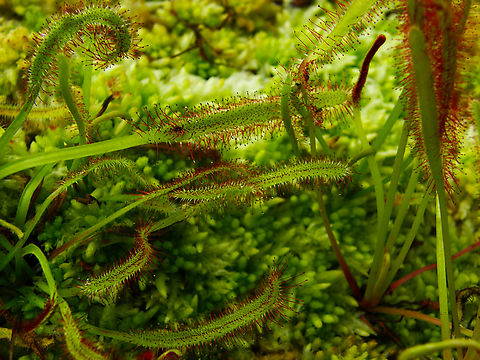 Cape Sundew - Drosera capensis Plantentuin, Meise.     Belgium,Cape Sundew,Drosera capensis,Geotagged,Spring