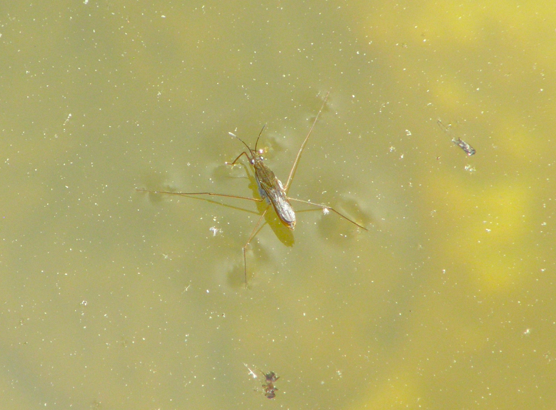 Common pond skater - Gerris lacustris Plantentuin, Meise.  Belgium,Common pond skater,Geotagged,Gerris lacustris,Spring