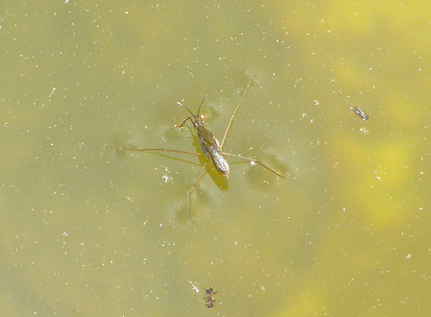 Common pond skater - Gerris lacustris Plantentuin, Meise.  Belgium,Common pond skater,Geotagged,Gerris lacustris,Spring