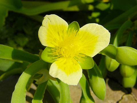 Limnocharis flava Plantentuin, Meise.  Belgium,Geotagged,Limnocharis flava,Spring