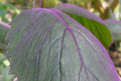Xanthosoma violaceum Plantentuin, Meise.  Belgium,Geotagged,Spring,Xanthosoma sagittifolium