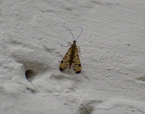 German Scorpionfly - Panorpa germanica At my terrace. Belgium,Geotagged,German Scorpionfly,Panorpa germanica,Spring