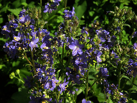 Jacob's Ladder - Polemonium caeruleum Zammelen.     Belgium,Geotagged,Jacob's Ladder,Polemonium caeruleum,Spring