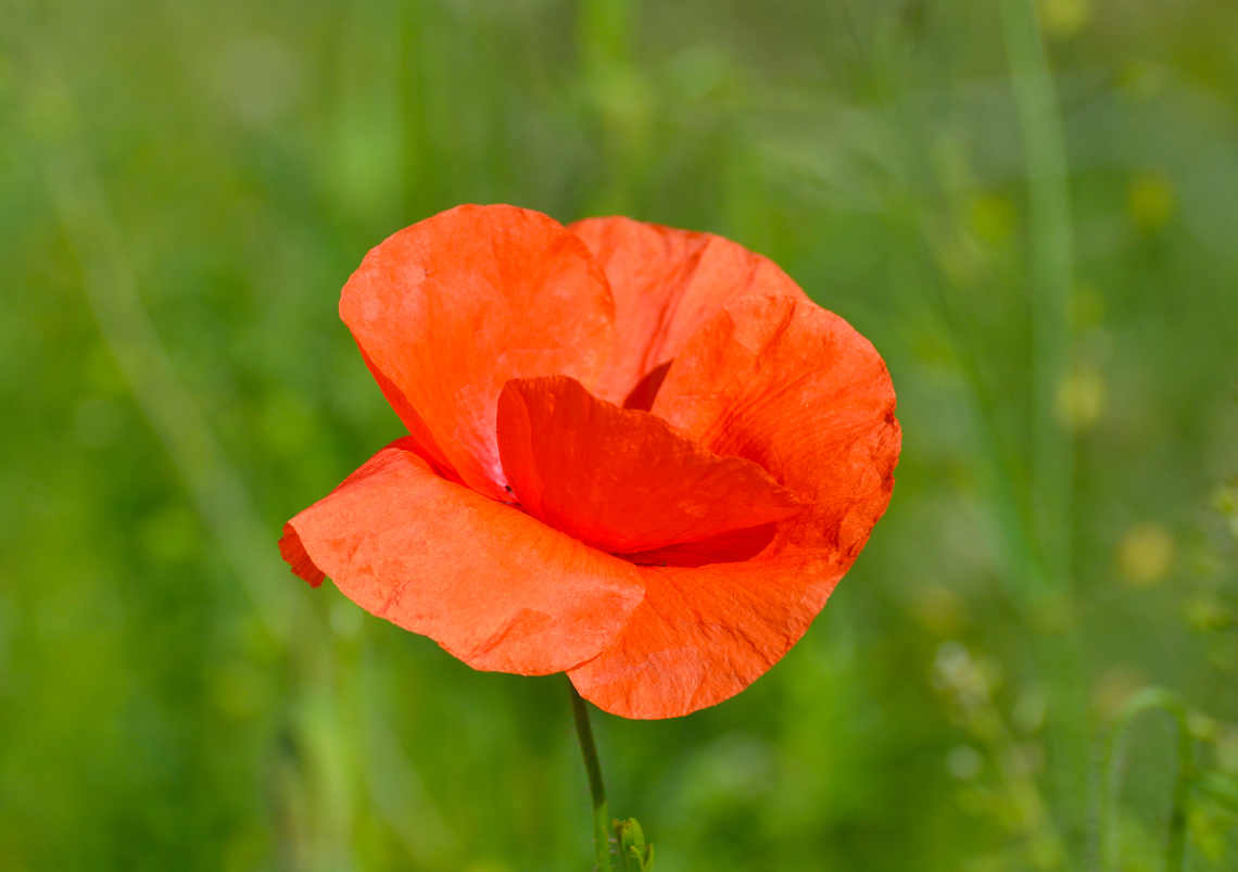 Common Poppy - Papaver rhoeas Zammelen.  Belgium,Common Poppy,Geotagged,Papaver rhoeas,Spring