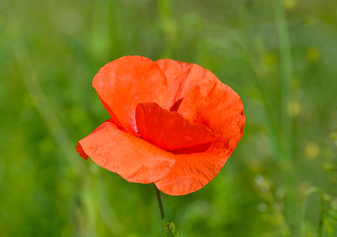 Common Poppy - Papaver rhoeas Zammelen.  Belgium,Common Poppy,Geotagged,Papaver rhoeas,Spring