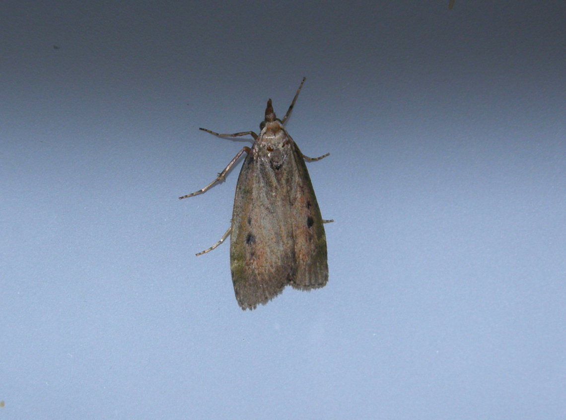 Bee Moth - Aphomia sociella At home. Aphomia sociella,Bee moth,Belgium,Geotagged,Spring