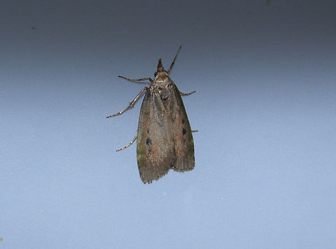 Bee Moth - Aphomia sociella At home. Aphomia sociella,Bee moth,Belgium,Geotagged,Spring