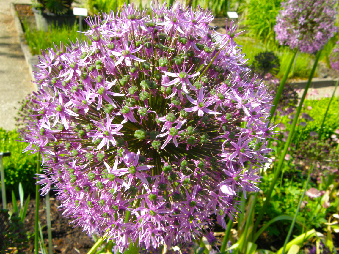 Giant onion - Allium giganteum Cultivated. Kruidtuin Leuven. Allium giganteum,Belgium,Geotagged,Giant onion,Spring