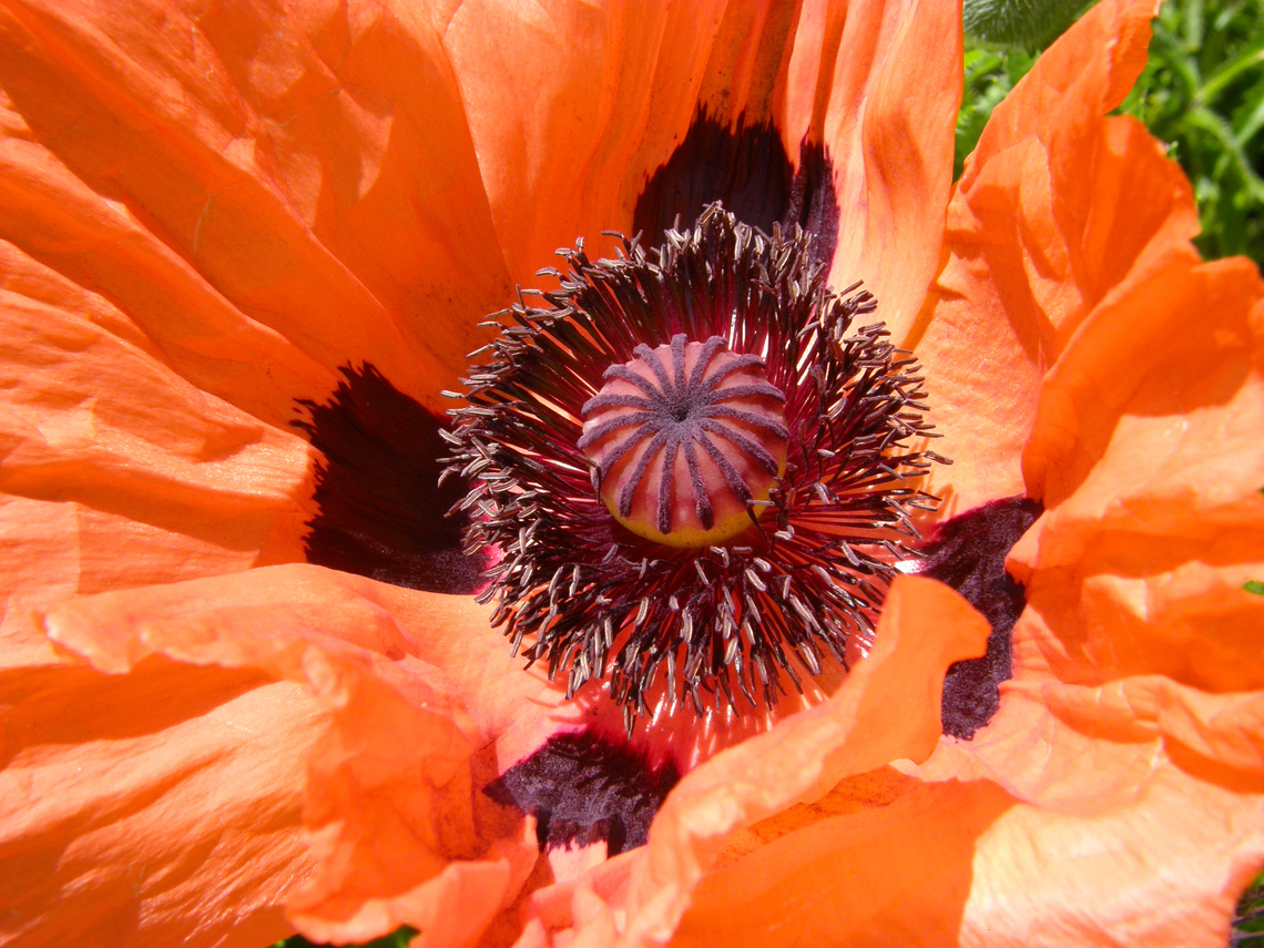 Papaver orientale (Pizzicato) Cultivated. Kruidtuin in Leuven.<br />
 Belgium,Geotagged,Oriental poppy,Papaver orientale,Spring
