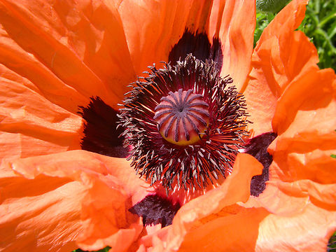 Papaver orientale (Pizzicato) Cultivated. Kruidtuin in Leuven.
 Belgium,Geotagged,Oriental poppy,Papaver orientale,Spring