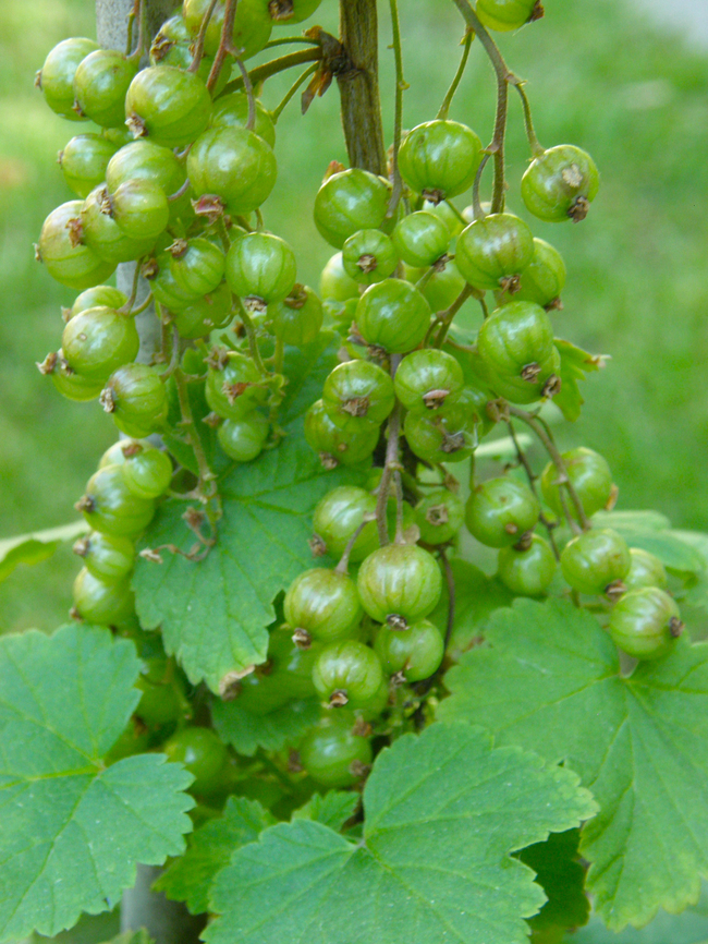Red Currant - Ribes rubrum Kruidtuin, Leuven. Belgium,Geotagged,Redcurrant,Ribes rubrum,Spring