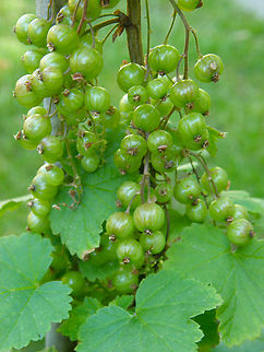 Red Currant - Ribes rubrum Kruidtuin, Leuven. Belgium,Geotagged,Redcurrant,Ribes rubrum,Spring