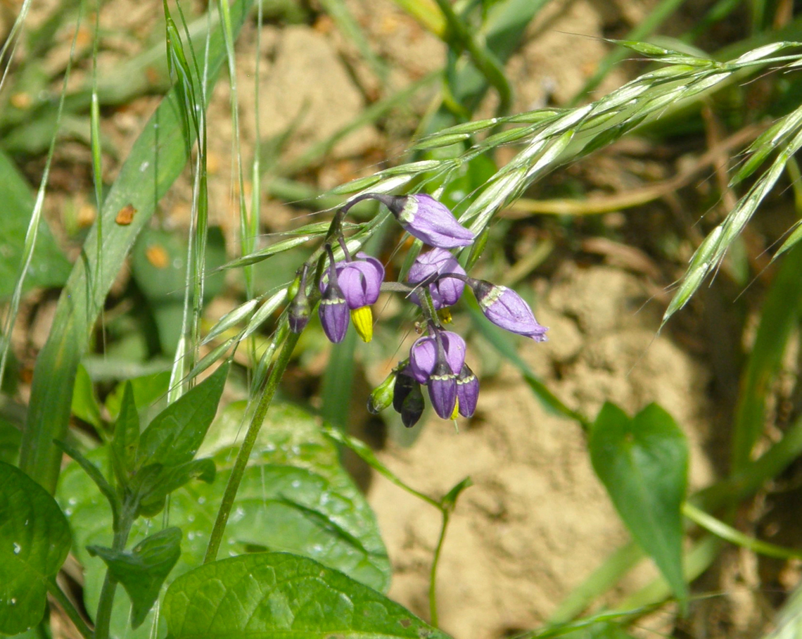 Bittersweet nightshade - Solanum dulcamara Zammelen.  Belgium,Bittersweet nightshade,Geotagged,Solanum dulcamara,Spring