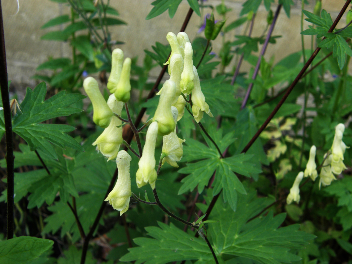 Wolf's-bane - Aconitum lycoctonum KU Leuven small botanical garden. Cultivated.        Aconitum lycoctonum,Belgium,Geotagged,Spring