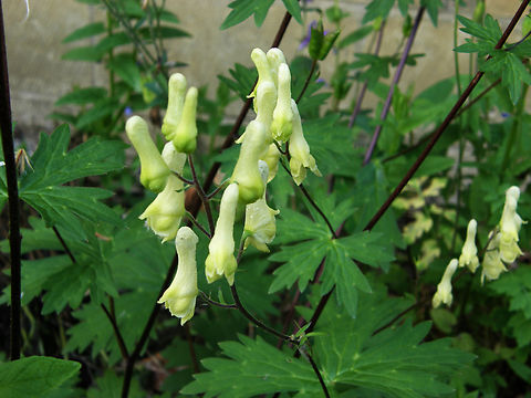 Wolf's-bane - Aconitum lycoctonum KU Leuven small botanical garden. Cultivated.        Aconitum lycoctonum,Belgium,Geotagged,Spring