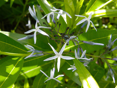 Eastern Bluestar - Amsonia tabernaemontana KU Leuven small botanical garden. Cultivated.  Amsonia tabernaemontana,Belgium,Eastern Bluestar,Geotagged,Spring