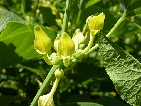 European birthwort - Aristolochia clematitis KU Leuven small botanical garden. Cultivated.  Aristolochia clematitis,Belgium,European birthwort,Geotagged,Spring