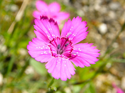 Maiden Pink - Dianthus deltoides KU Leuven small botanical garden. Cultivated.  Belgium,Dianthus Deltoides,Dianthus deltoides,Geotagged,Spring