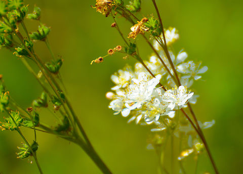 Dropwort  - Filipendula vulgaris KU Leuven small botanical garden. Cultivated.  Belgium,Dropwort,Filipendula vulgaris,Geotagged,Spring