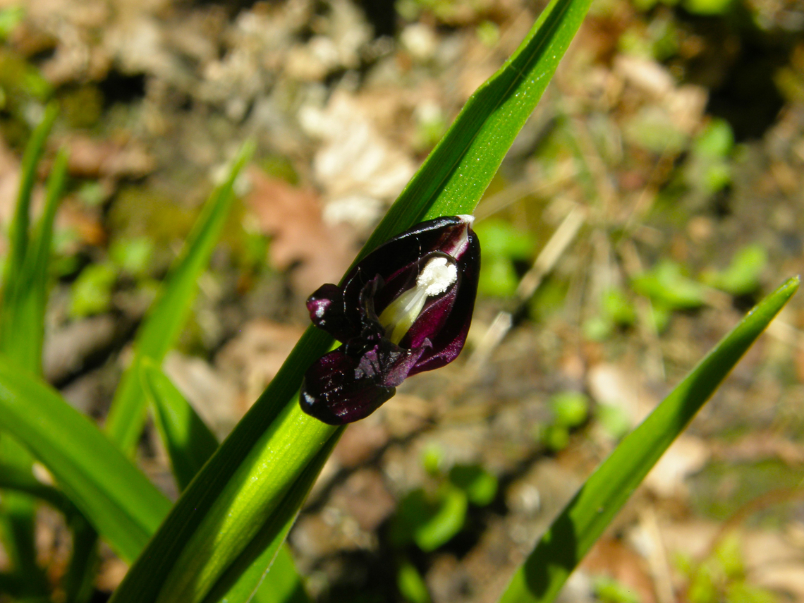 Roscoea scillifolia f. atropurpurea KU Leuven small botanical garden. Cultivated.  Belgium,Geotagged,Roscoea scillifolia,Spring