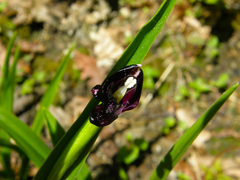 Roscoea scillifolia f. atropurpurea KU Leuven small botanical garden. Cultivated.  Belgium,Geotagged,Roscoea scillifolia,Spring