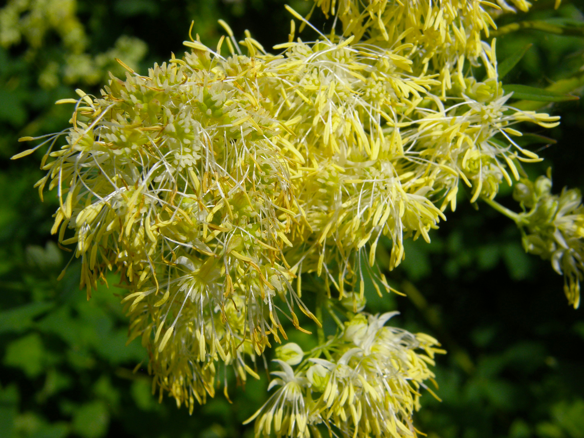 Lesser meadow-rue - Thalictrum minus KU Leuven small botanical garden. Cultivated.  Belgium,Geotagged,Spring,Thalictrum minus